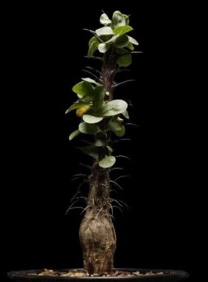 Fouquieria splendens ssp.splendens Plant # 1970