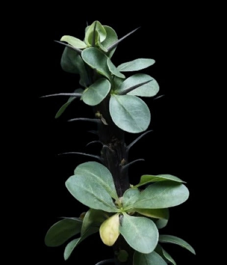 Fouquieria splendens ssp.splendens Plant # 1970