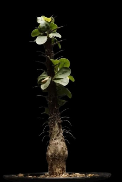 Fouquieria splendens ssp.splendens Plant # 1970