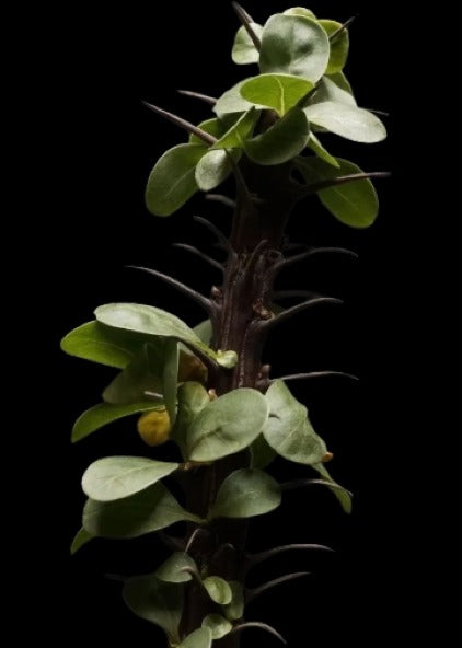 Fouquieria splendens ssp.splendens Plant # 1970