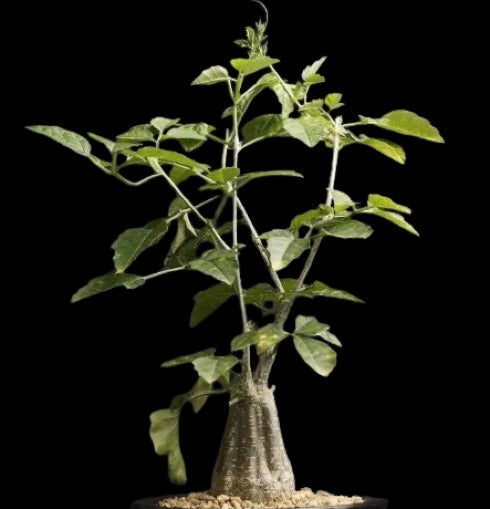 Momordica Rostrata Plant # 1279