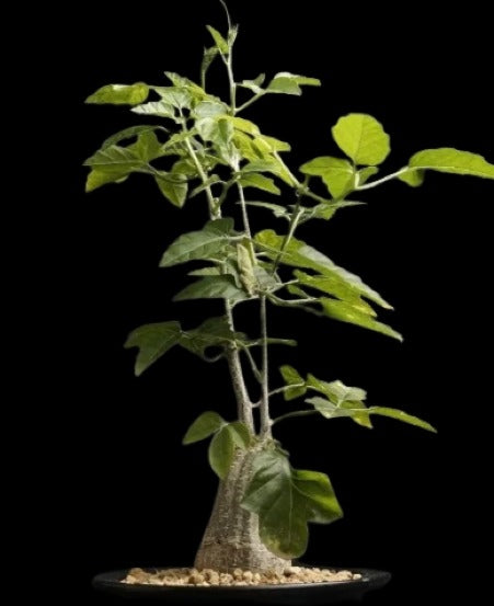 Momordica Rostrata Plant # 1279