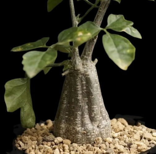 Momordica Rostrata Plant # 1279