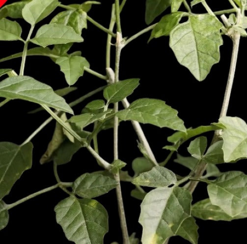 Momordica Rostrata Plant # 1279