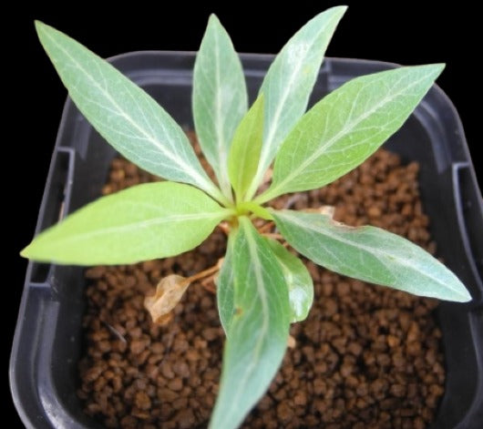 Fouquieria Purpusii Plant # 1659