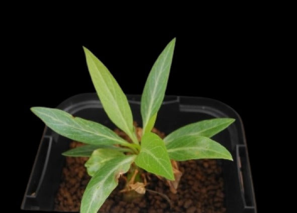 Fouquieria Purpusii Plant # 1659