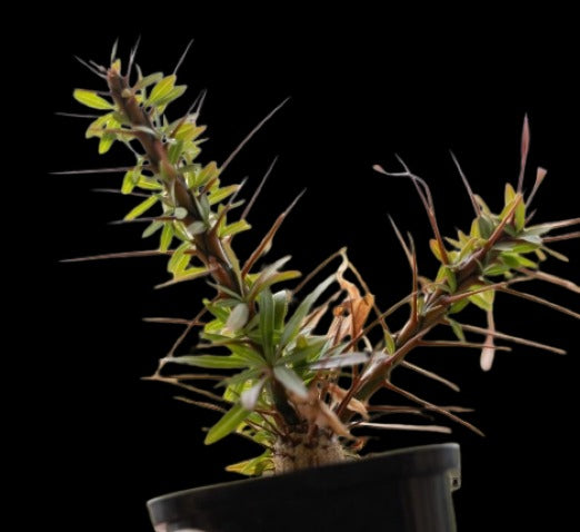 Fouquieria Purpusii Plant # 1662