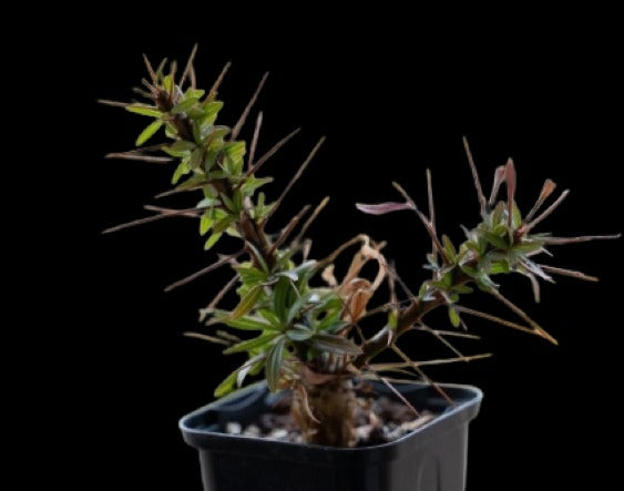 Fouquieria Purpusii Plant # 1662