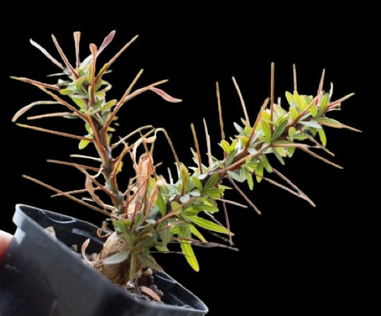 Fouquieria Purpusii Plant # 1662