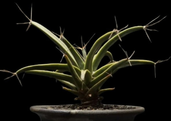 Leuchtenbergia principis Plant # 1246