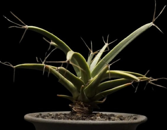 Leuchtenbergia principis Plant # 1246
