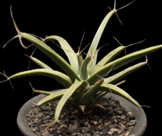 Leuchtenbergia principis Plant # 1246