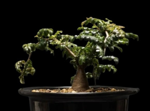 Operculicarya Pachypus Plant # 2057