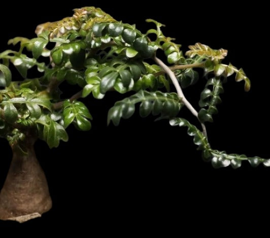 Operculicarya Pachypus Plant # 2057