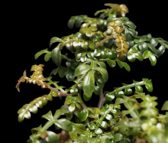Operculicarya Pachypus Plant # 2057